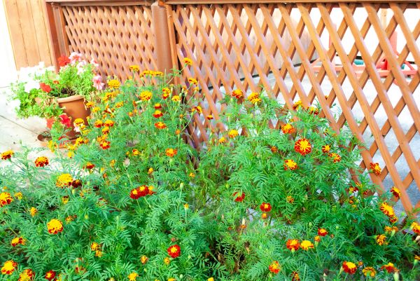 Decorative Lattice Mounting